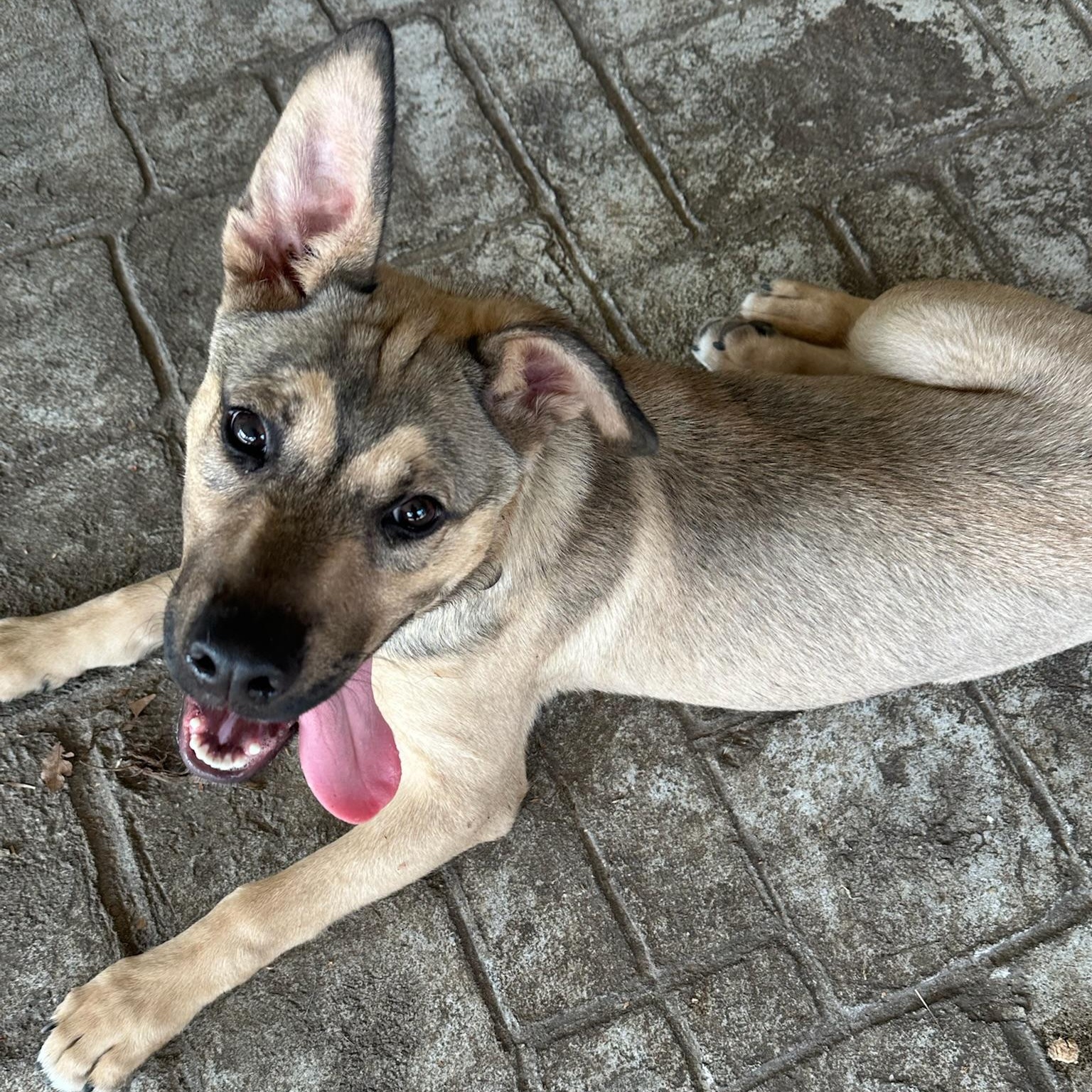 Knox, a Adoptable mixed breed in Savannah, GA image 3/6