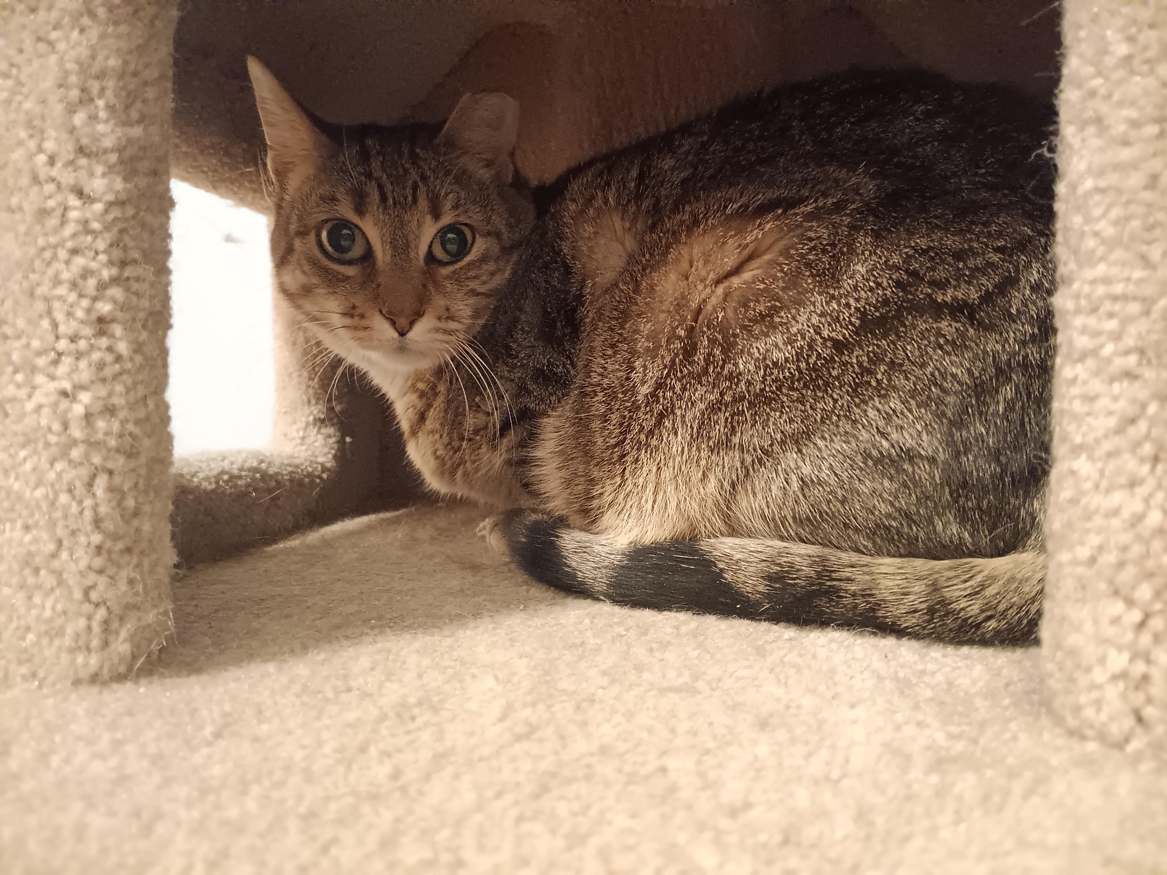 Nevaeh, a Adoptable mixed breed in New Bedford, MA image 4/4