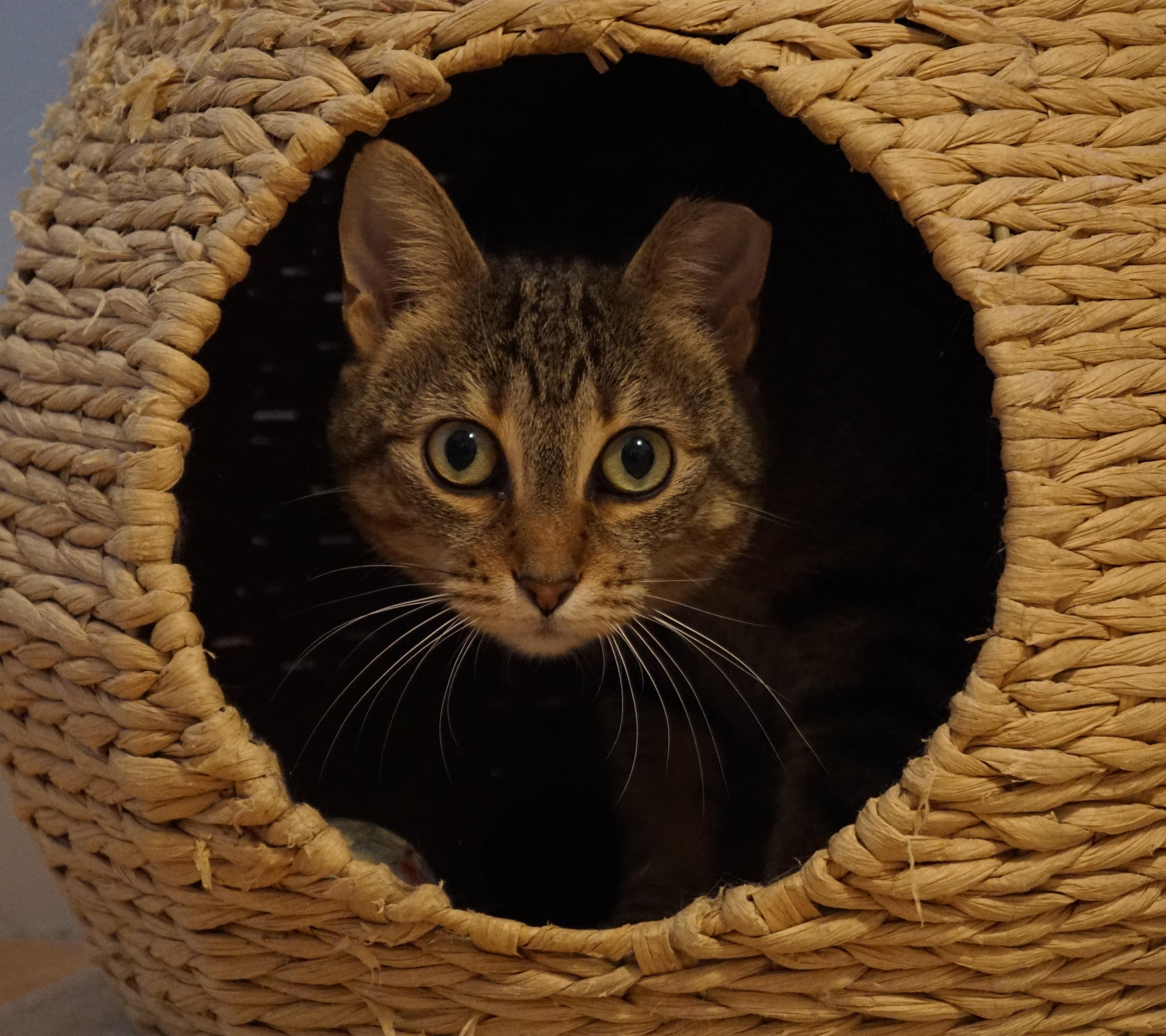 Nevaeh, a Adoptable mixed breed in New Bedford, MA image 1/4