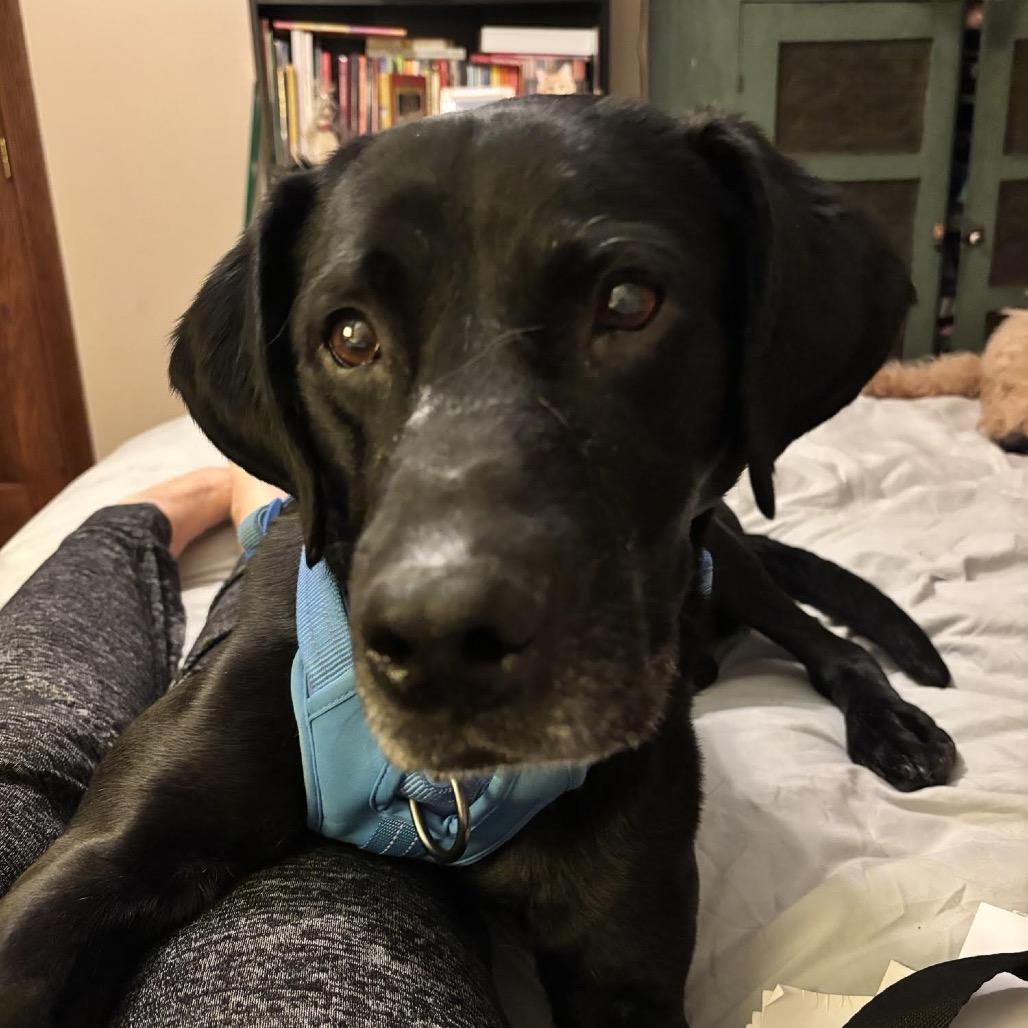 Eddy D9984, Adoptable, Senior Male Labrador Retriever & Retriever.