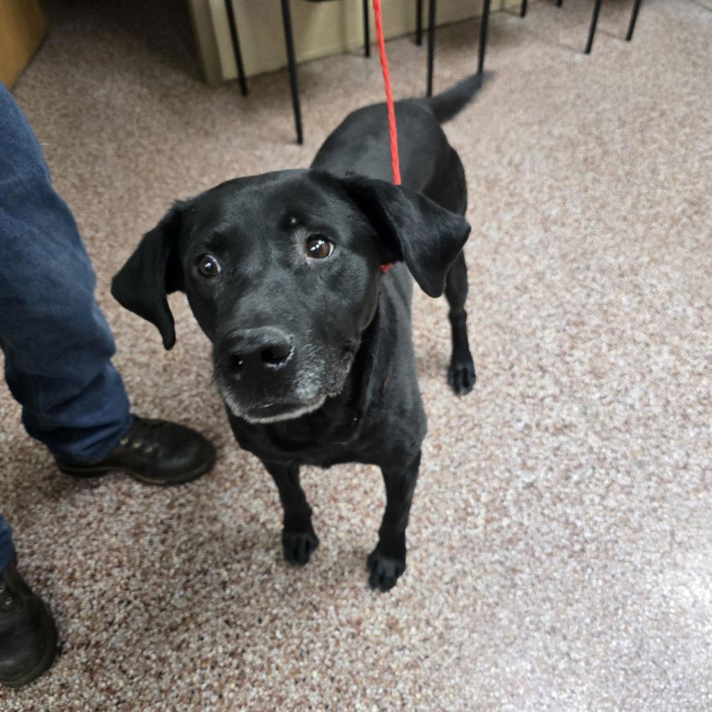 Eddy D9984, Adoptable, Senior Male Labrador Retriever & Retriever.