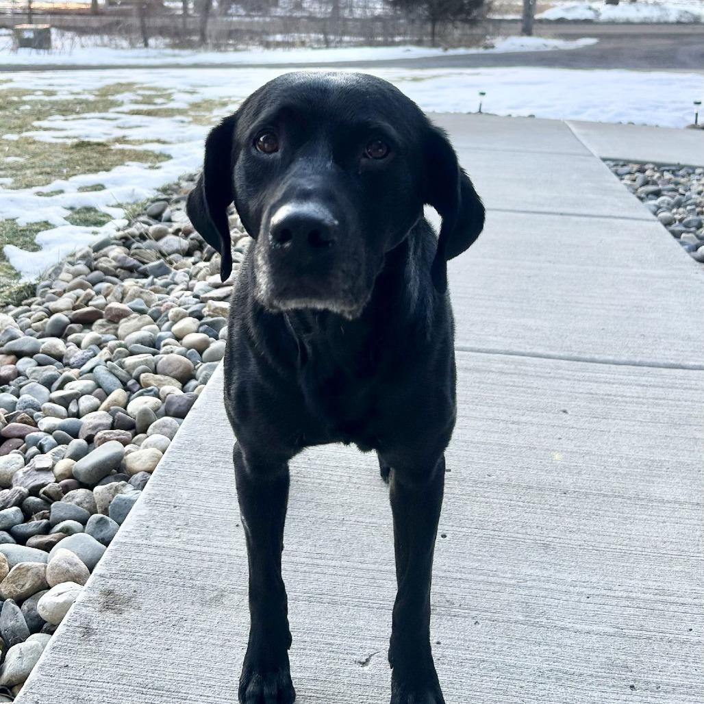Eddy D9984, a Adoptable mixed breed in Princeton, MN image 2/3