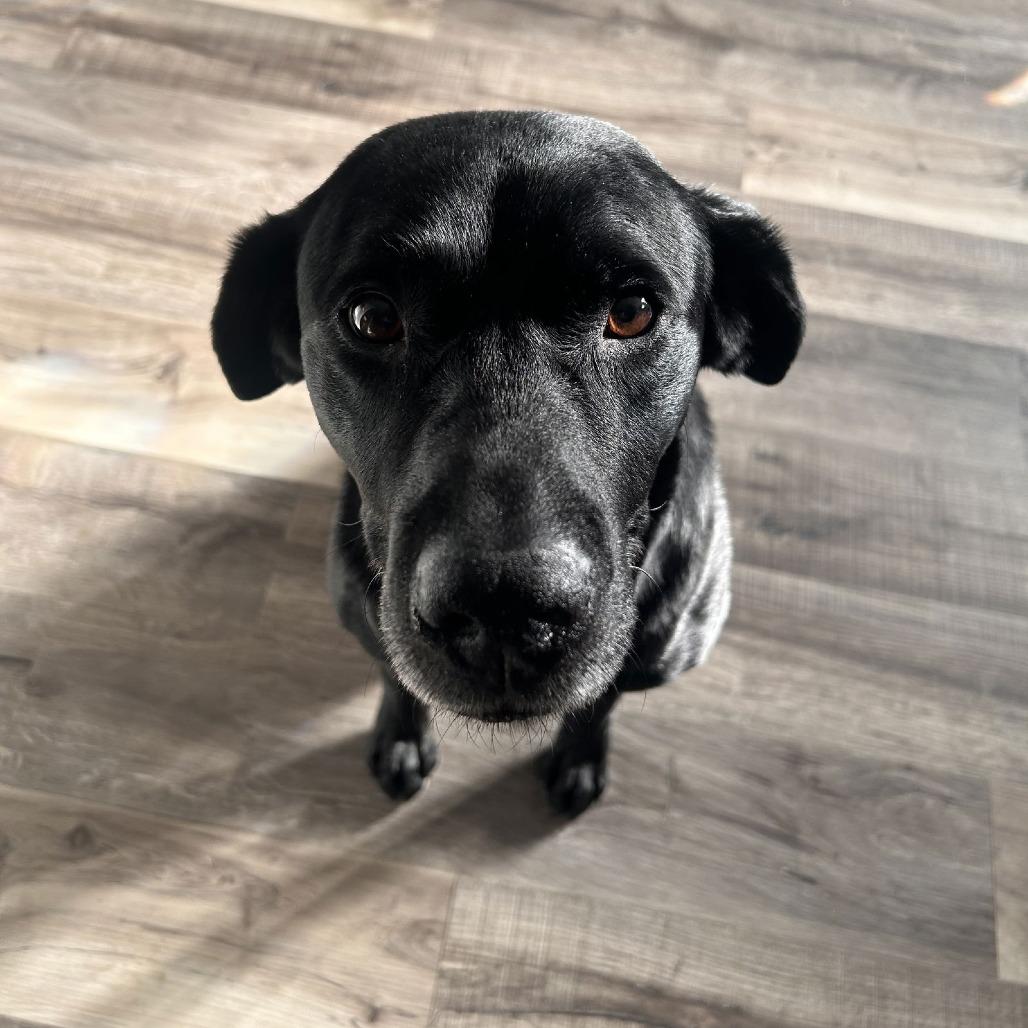 Eddy D9984, a Adoptable mixed breed in Princeton, MN image 3/3