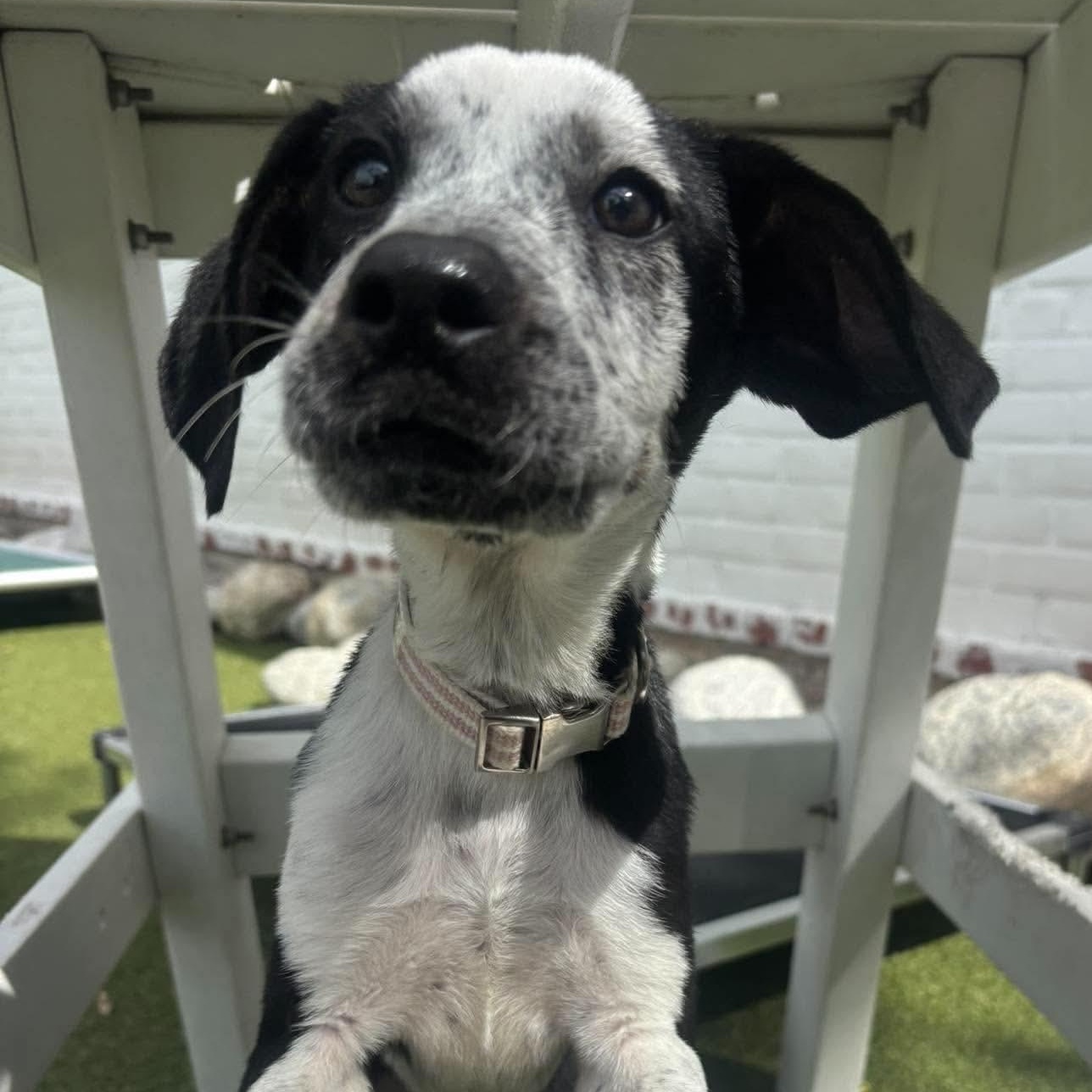 Enlarge Celeste, a Adoptable mixed breed in Stamford, CT image 4/5