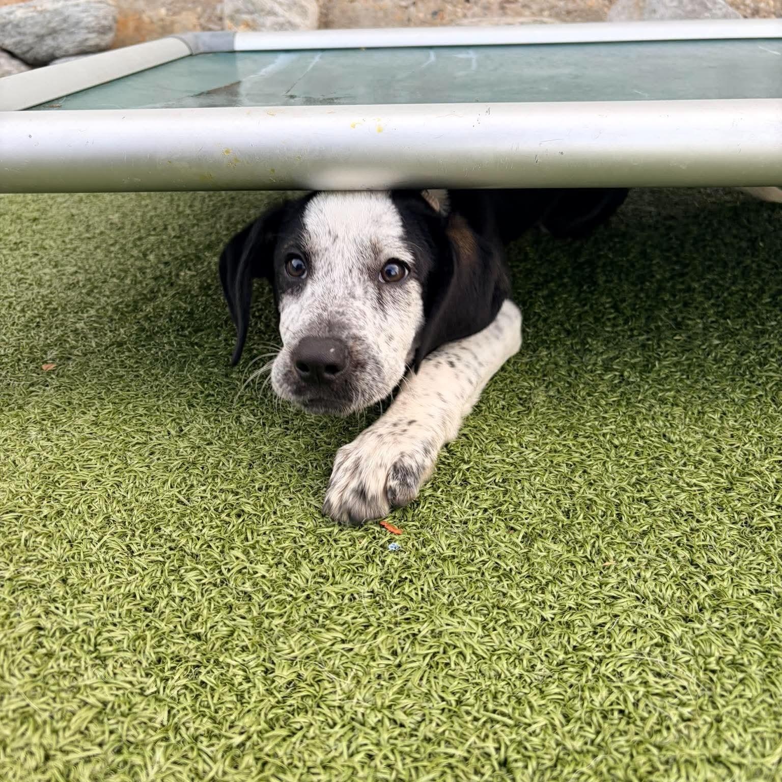 Enlarge Celeste, a Adoptable mixed breed in Stamford, CT image 2/5