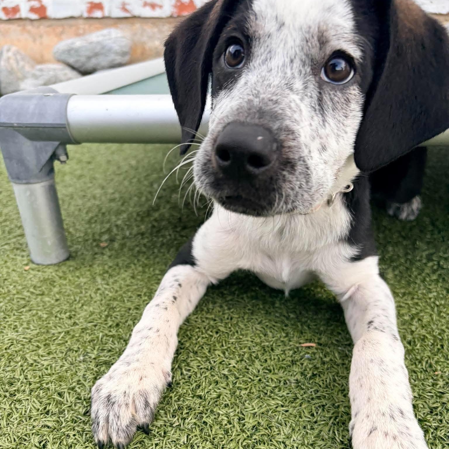 Celeste, Adoptable, Puppy Female Mixed Breed.