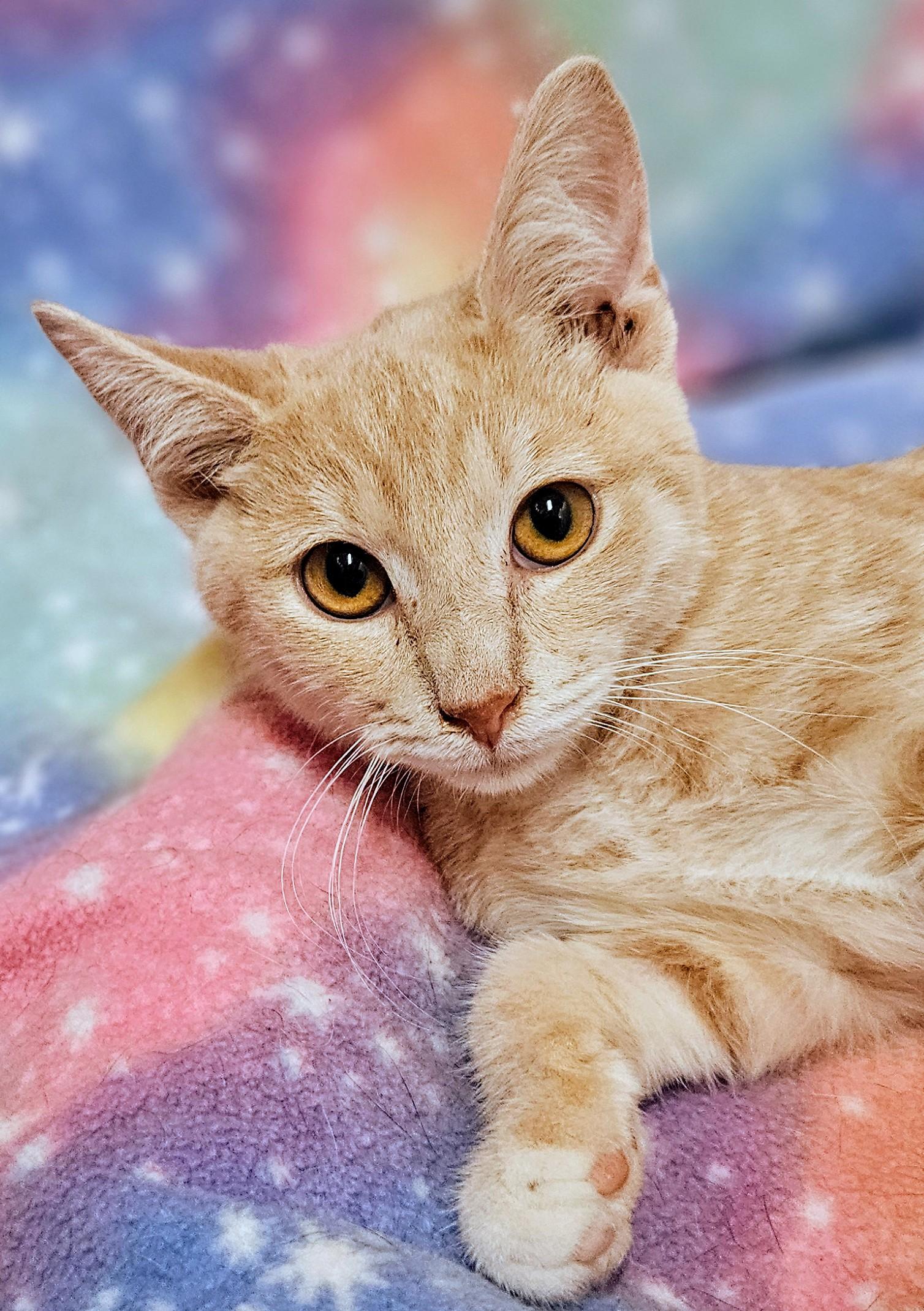 Kip - Rancho Cucamonga PetSmart, Adoptable, Kitten Male Domestic Short Hair.