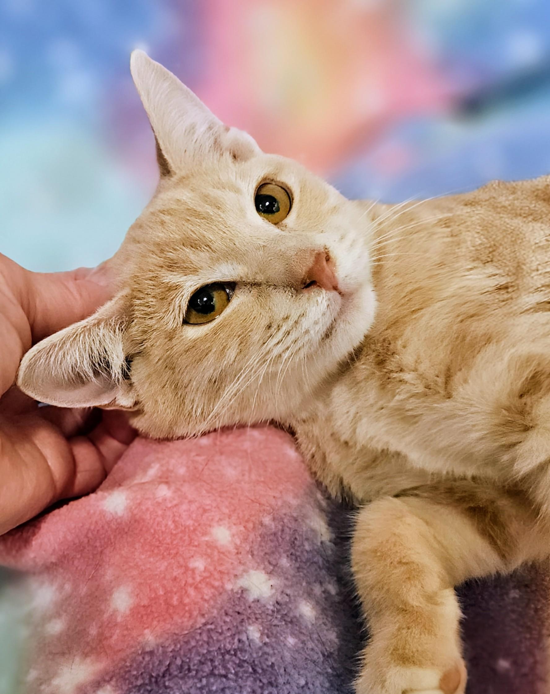Enlarge Kip - Rancho Cucamonga PetSmart, a Adoptable Domestic Short Hair in Rancho Cucamonga, CA image 2/3