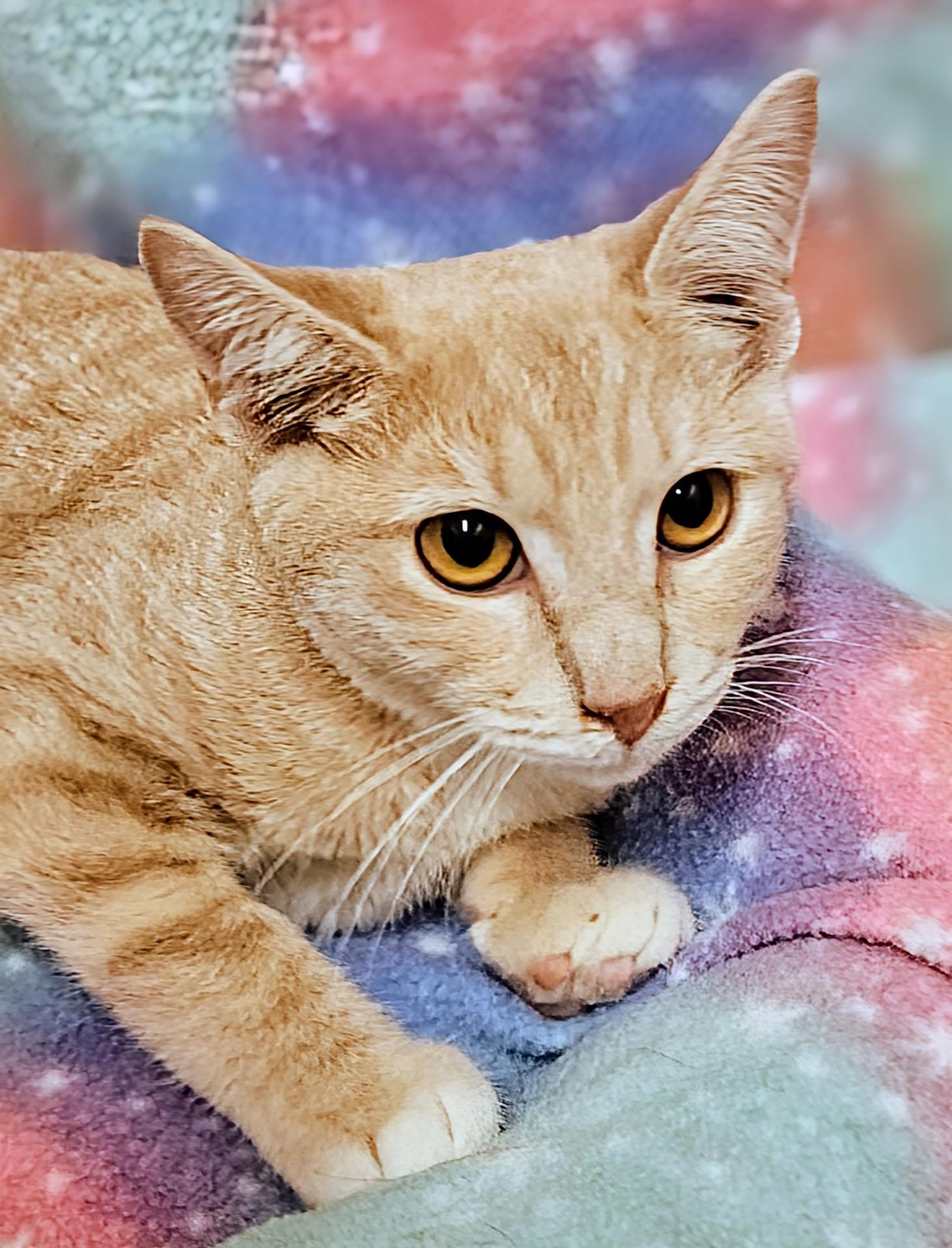 Enlarge Kip - Rancho Cucamonga PetSmart, a Adoptable Domestic Short Hair in Rancho Cucamonga, CA image 3/3