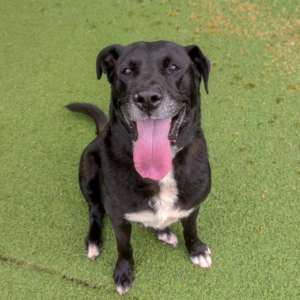 Enlarge Zuno, a Adoptable mixed breed in Gainesville, GA image 1/5