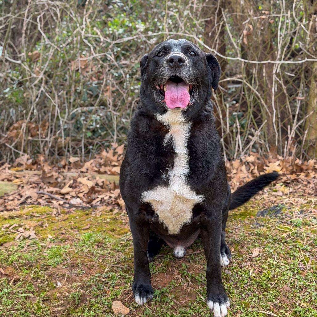 Enlarge Zuno, a Adoptable mixed breed in Gainesville, GA image 2/5