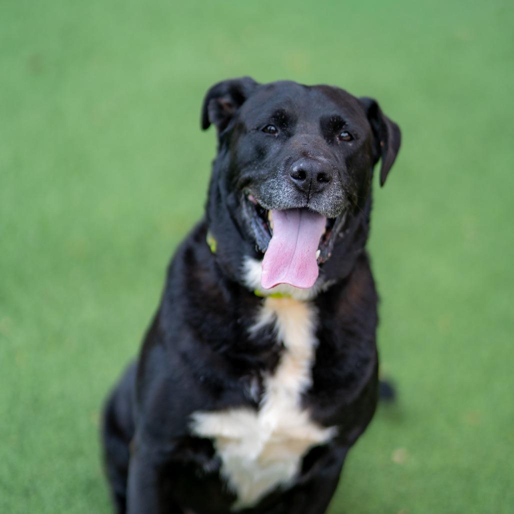 Enlarge Zuno, a Adoptable mixed breed in Gainesville, GA image 3/5