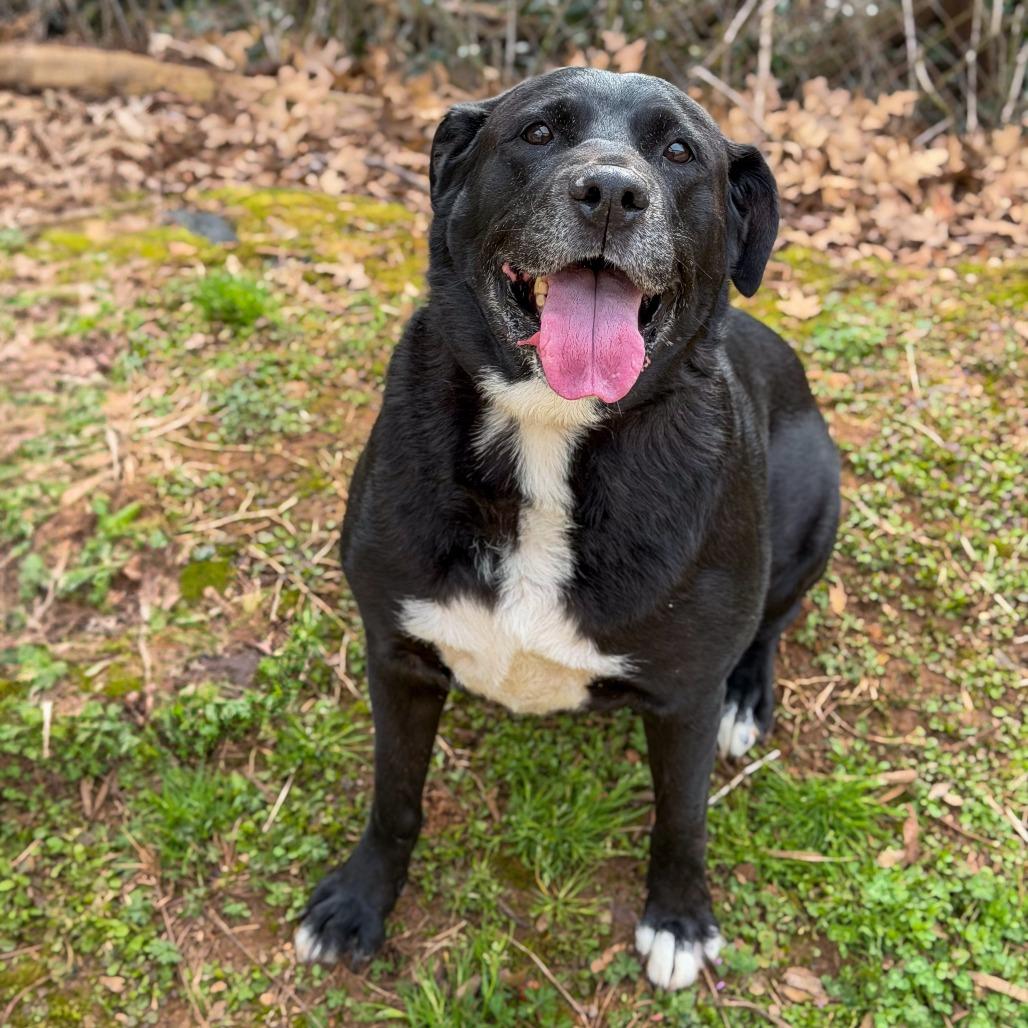Enlarge Zuno, a Adoptable mixed breed in Gainesville, GA image 4/5