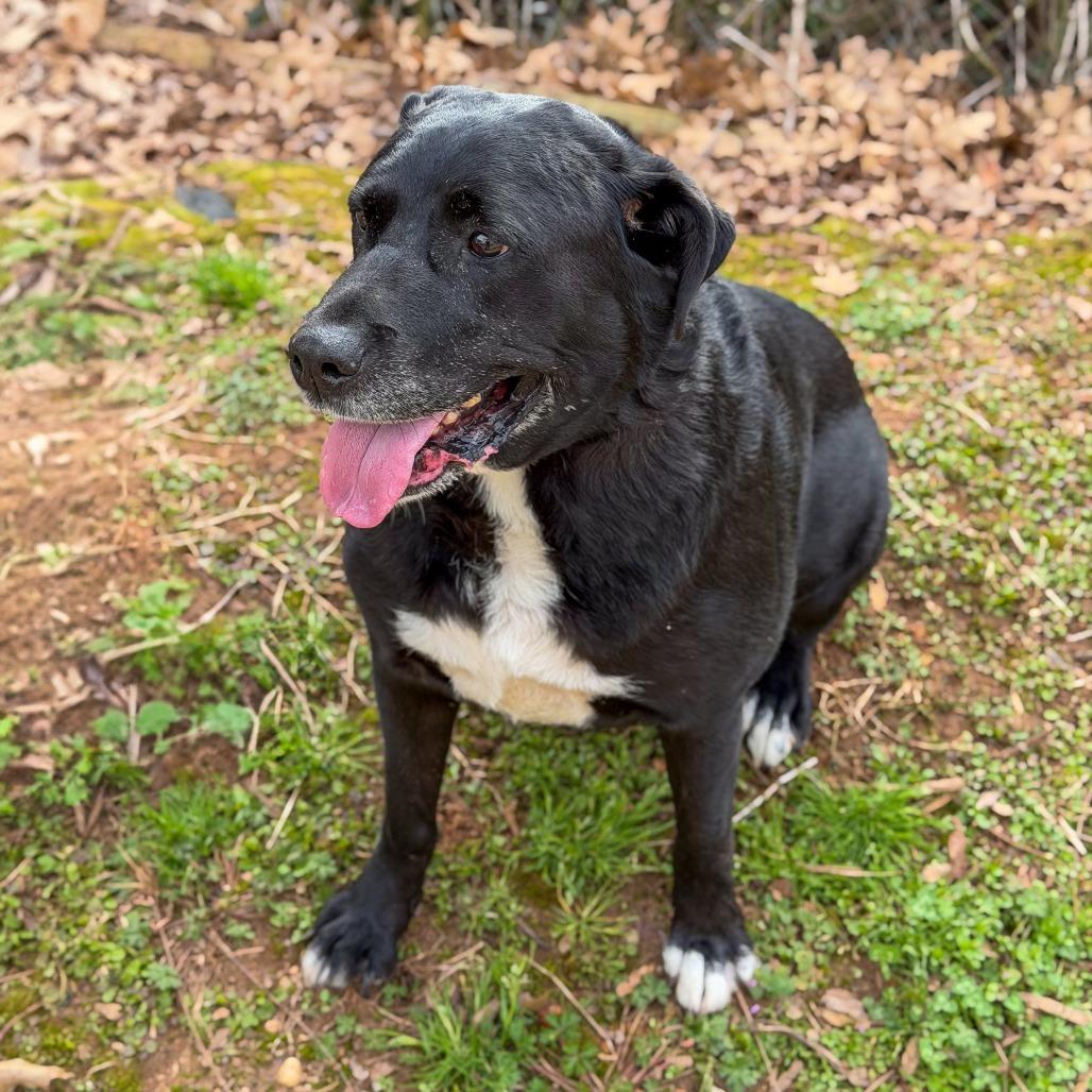 Enlarge Zuno, a Adoptable mixed breed in Gainesville, GA image 5/5