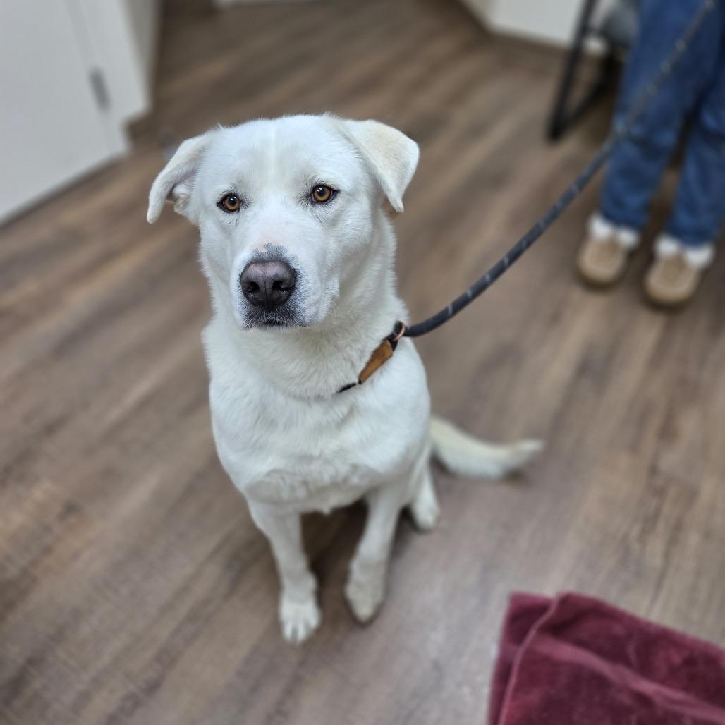 Merritt, Adoptable, Adult Male Retriever & Great Pyrenees.