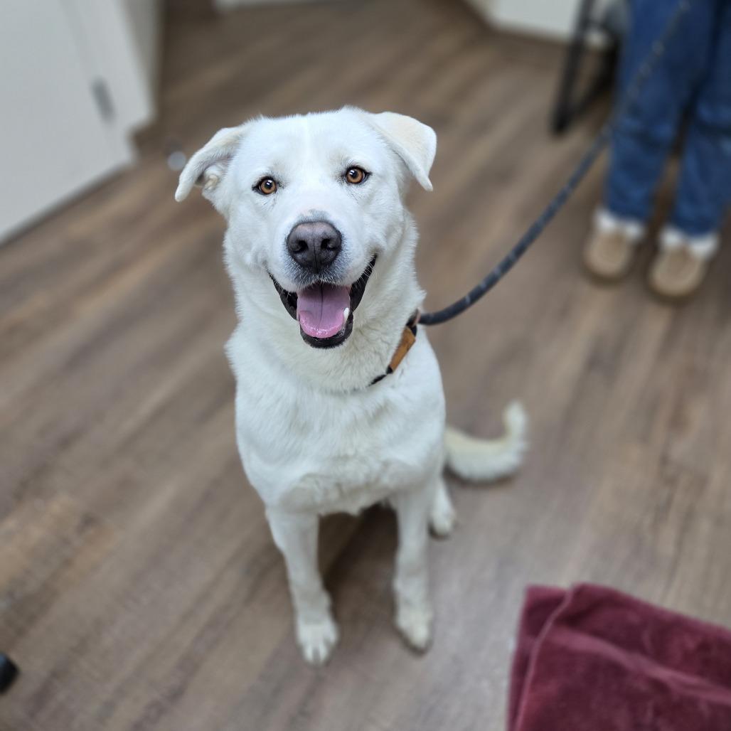 Enlarge Merritt, a Adoptable mixed breed in Incline Village, NV image 2/2
