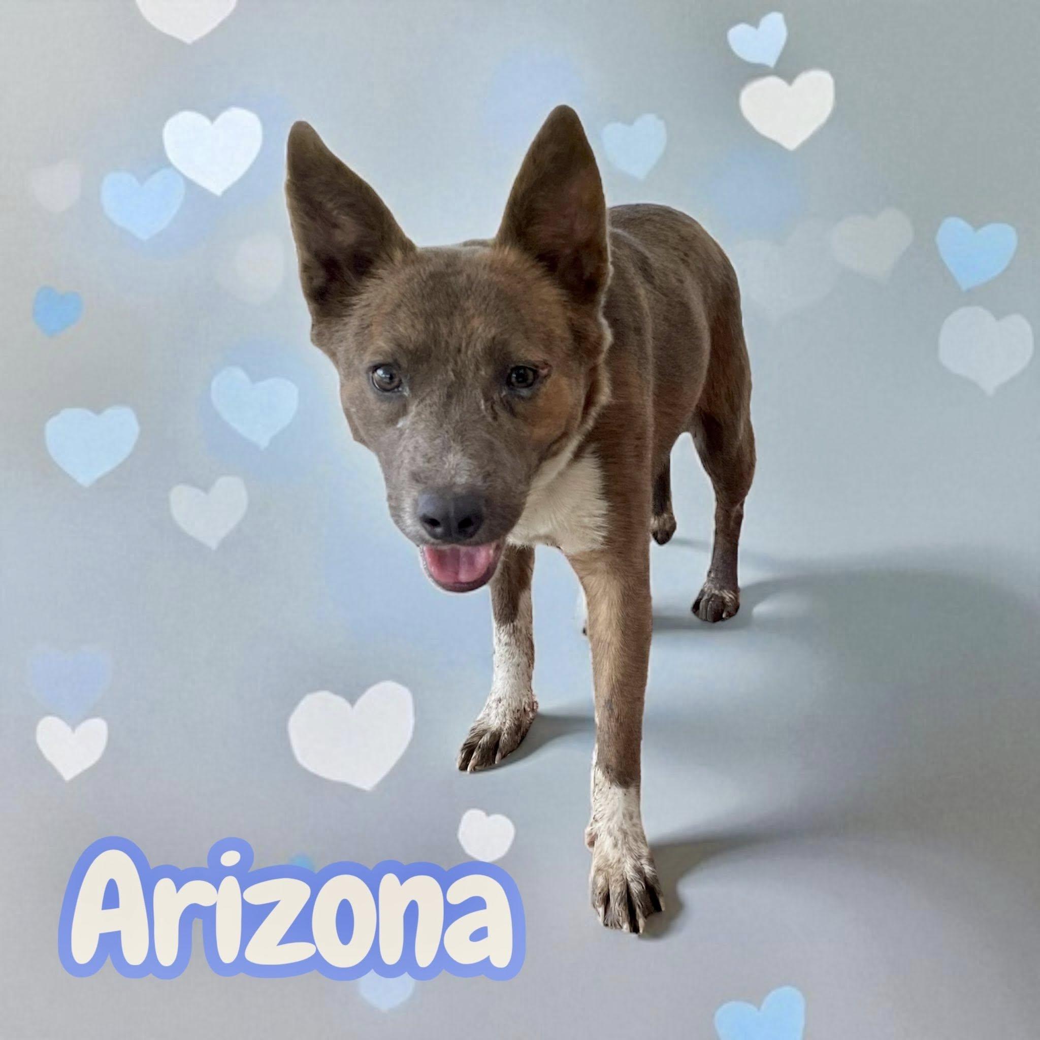 Arizona, a Adoptable mixed breed in Greeneville, TN image 1/3