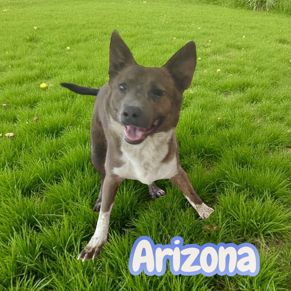 Arizona, a Adoptable mixed breed in Greeneville, TN image 2/3