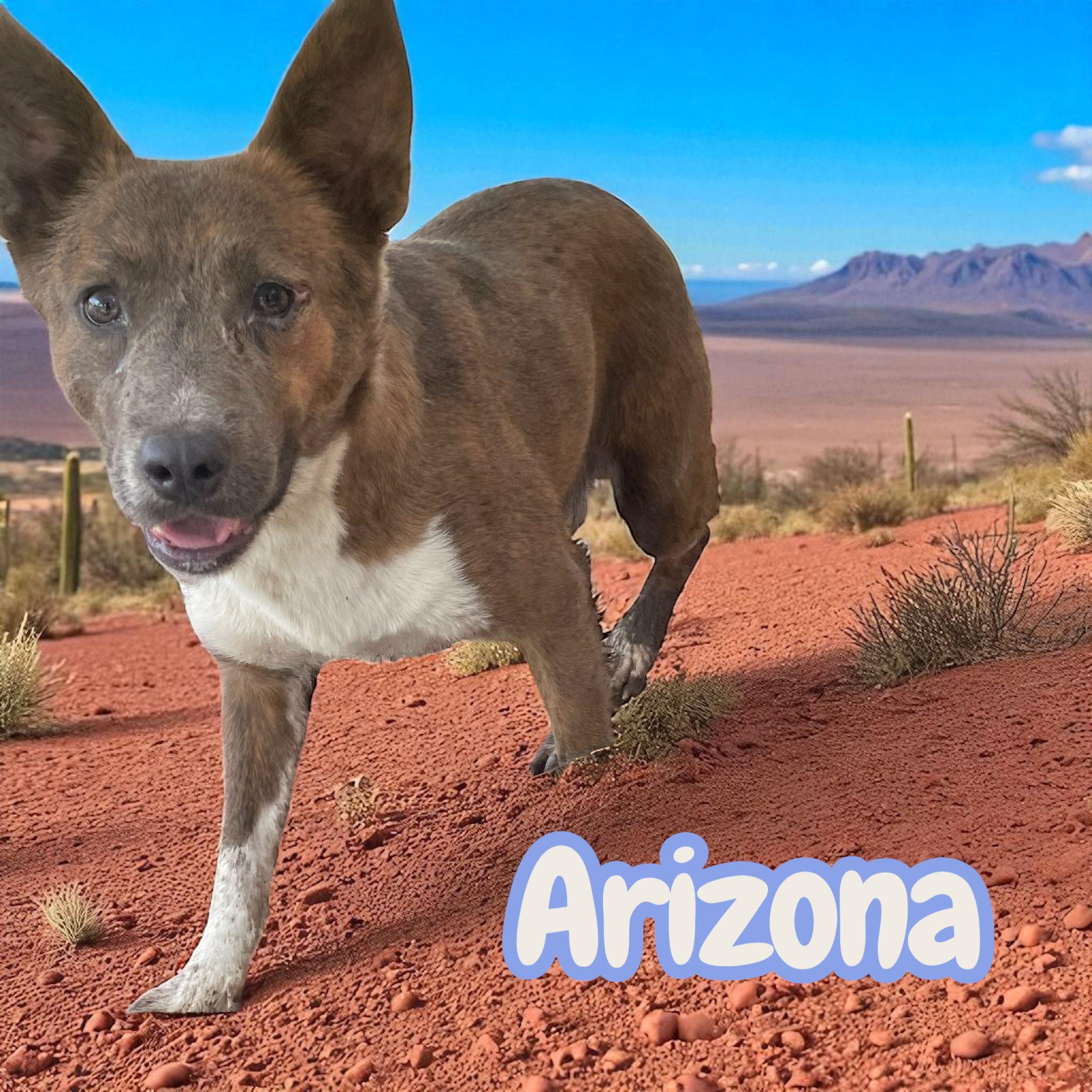 Arizona, a Adoptable mixed breed in Greeneville, TN image 3/3