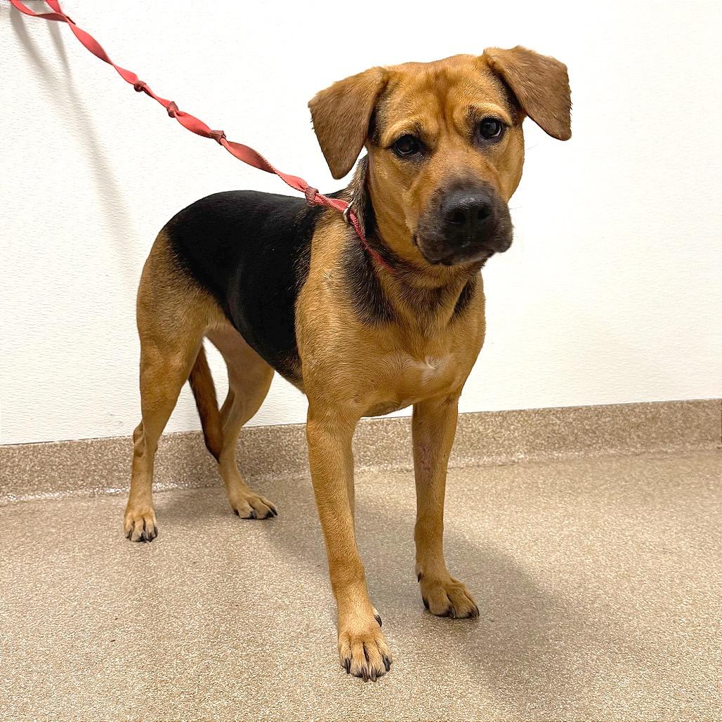 Grimwar, Adoptable, Adult Female Mixed Breed & Mixed Breed.