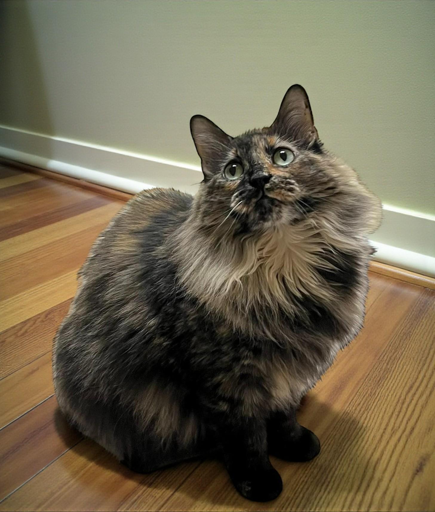 Enlarge Charlotte — Steady, Affectionate, and Ready to Choose You, a Adoptable mixed breed in Hillsboro, TX image 1/6