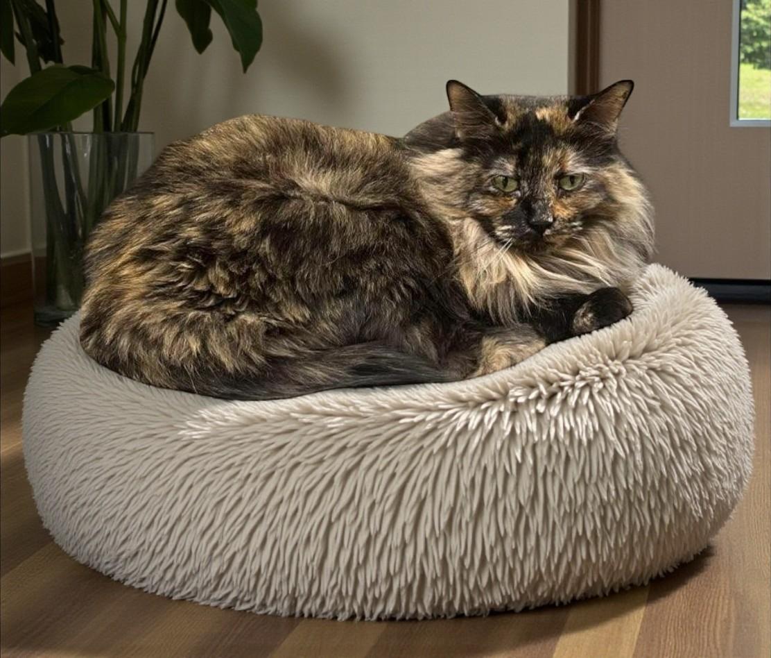 Enlarge Charlotte — Steady, Affectionate, and Ready to Choose You, a Adoptable mixed breed in Hillsboro, TX image 3/6