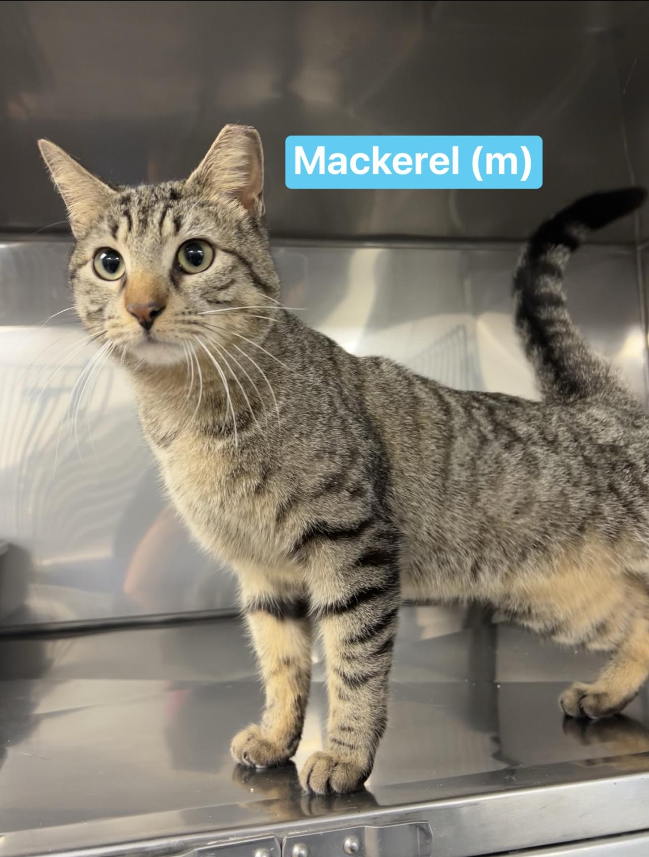 Enlarge Mackerel , an adopted mixed breed in Montville, NJ image 1/1