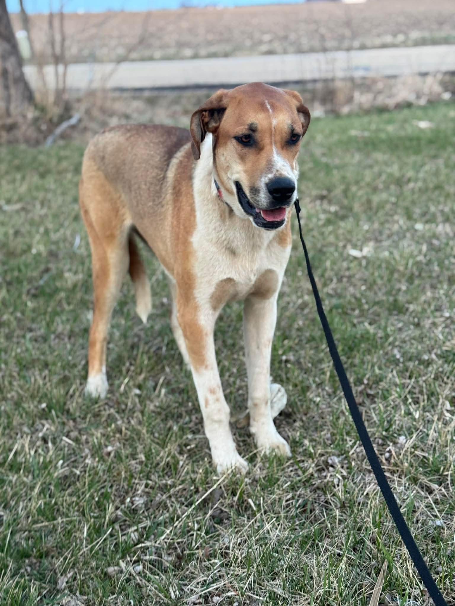 Enlarge Willard, a ADOPTABLE mixed breed in Byron, IL image 2/6