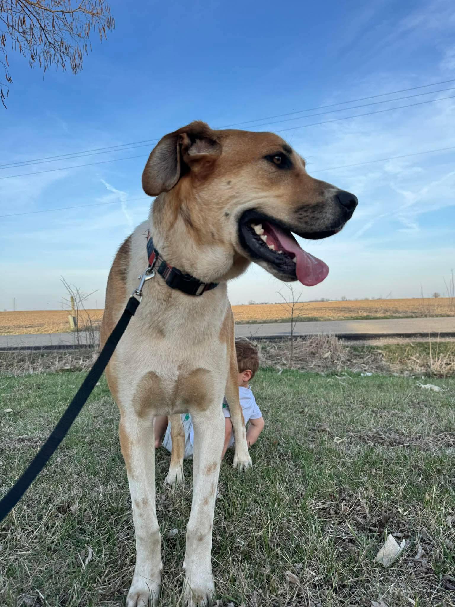 Enlarge Willard, a ADOPTABLE mixed breed in Byron, IL image 5/6
