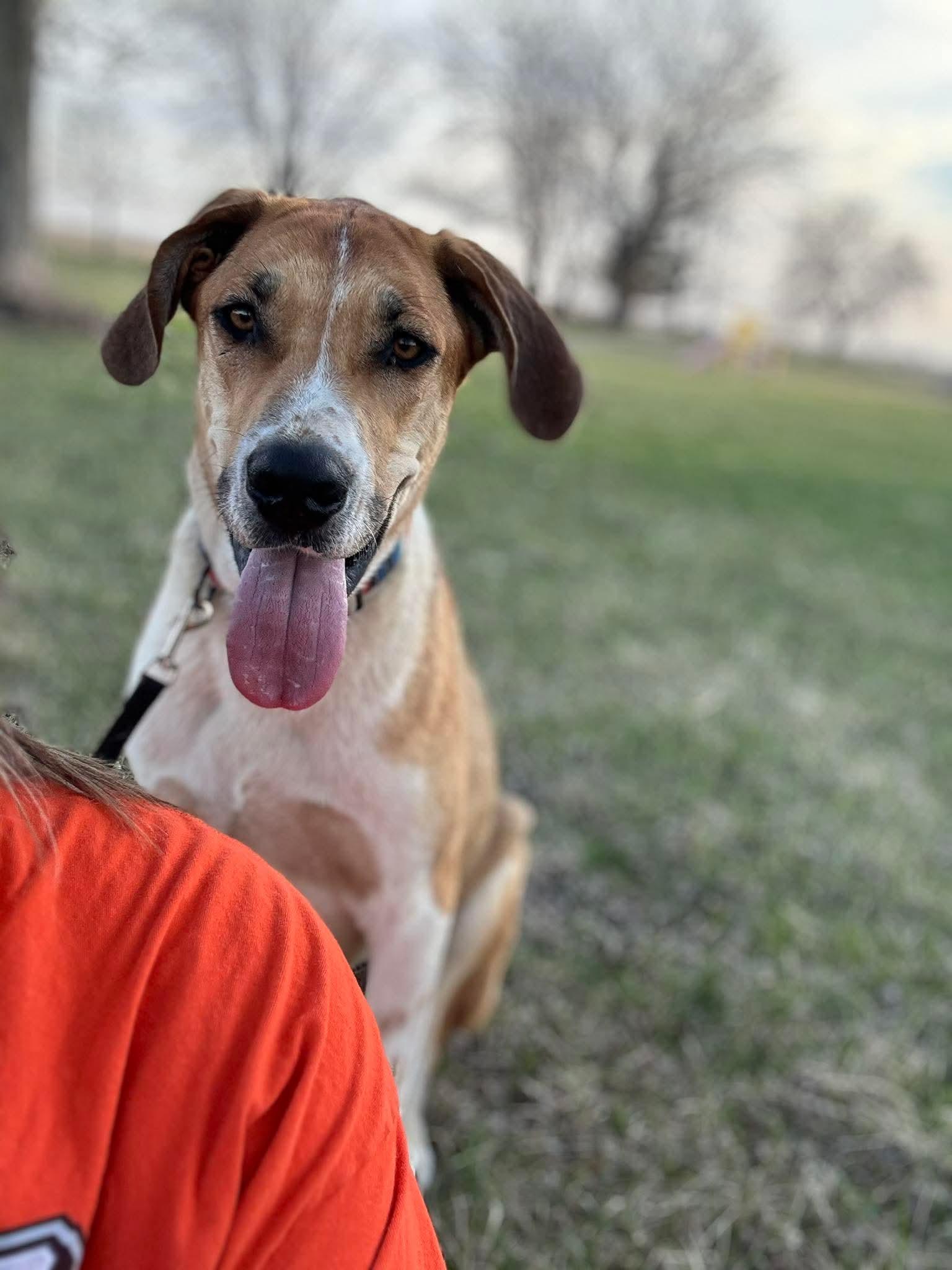 Willard, ADOPTABLE, Young Male Great Dane & Collie.