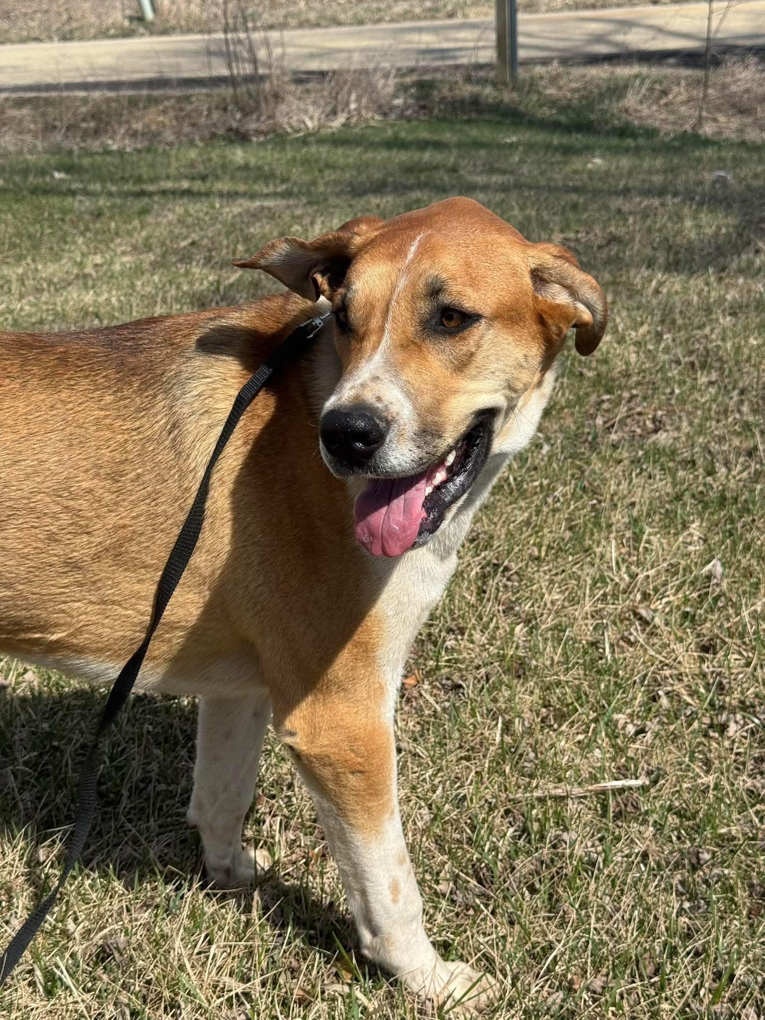 Enlarge Willard, a ADOPTABLE mixed breed in Byron, IL image 6/6
