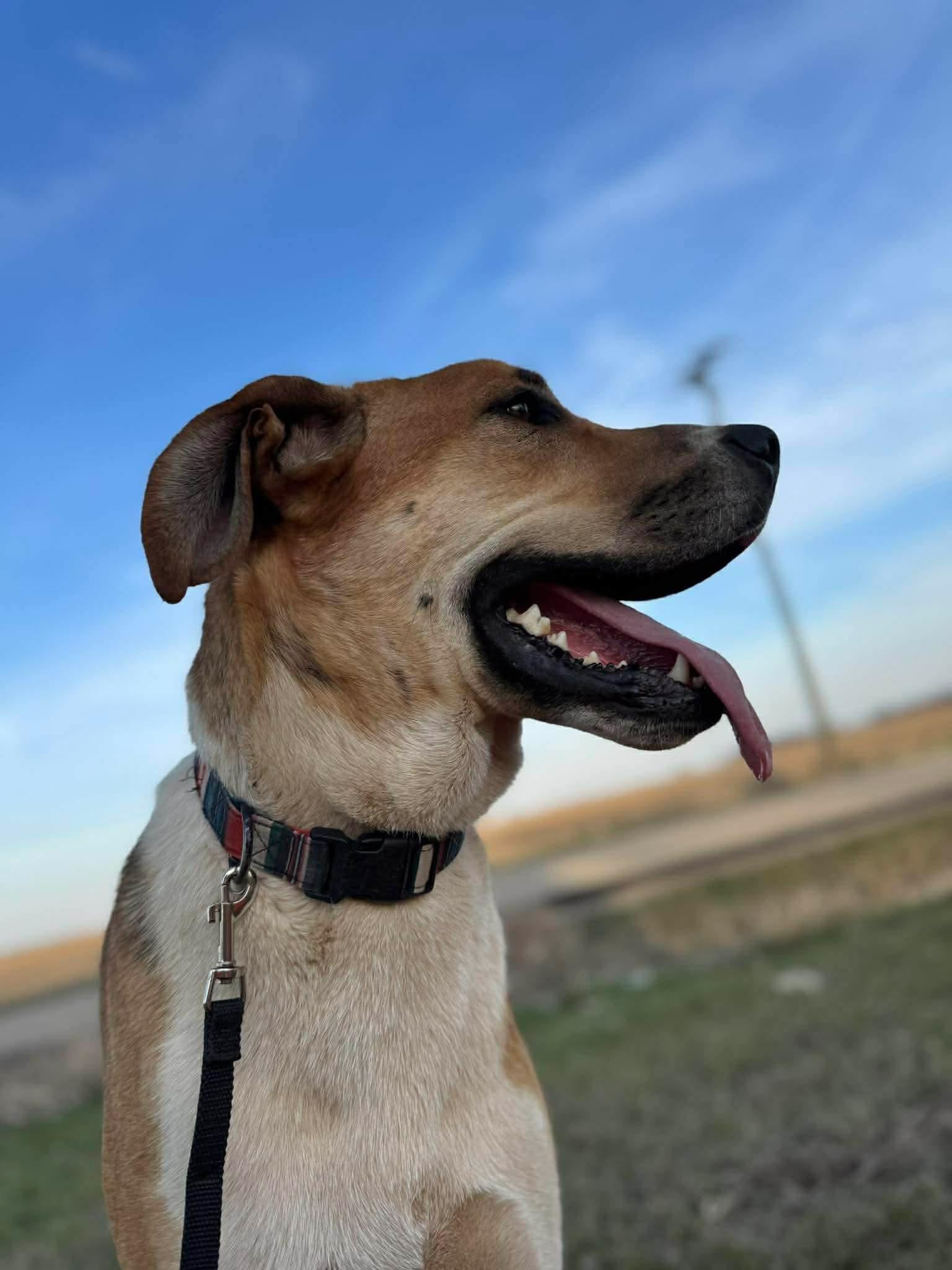 Enlarge Willard, a ADOPTABLE mixed breed in Byron, IL image 3/6