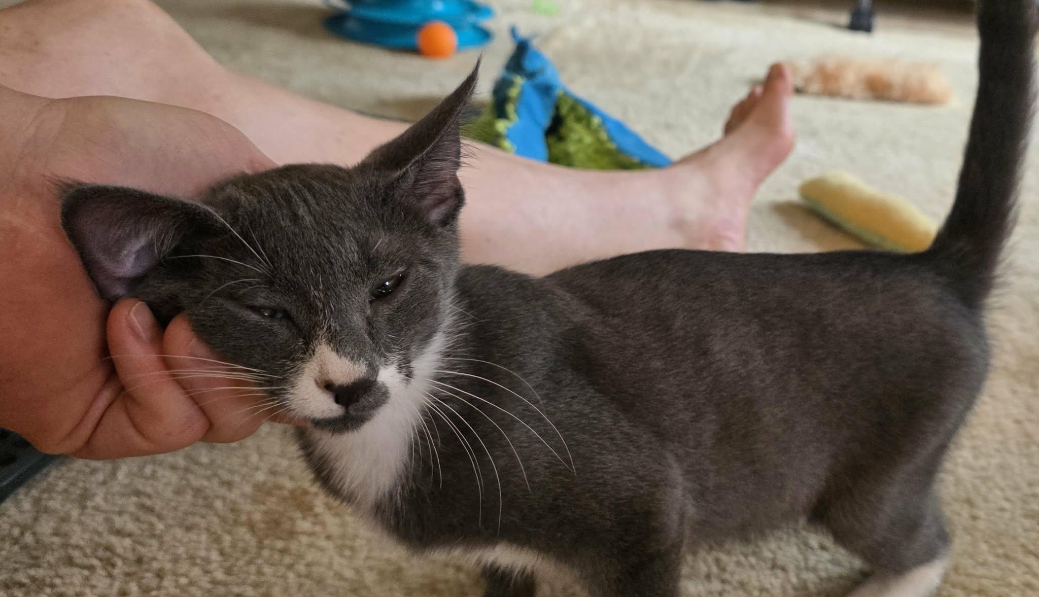 Enlarge Kelvin, a ADOPTABLE Domestic Short Hair in Mechanicsburg, PA image 6/6