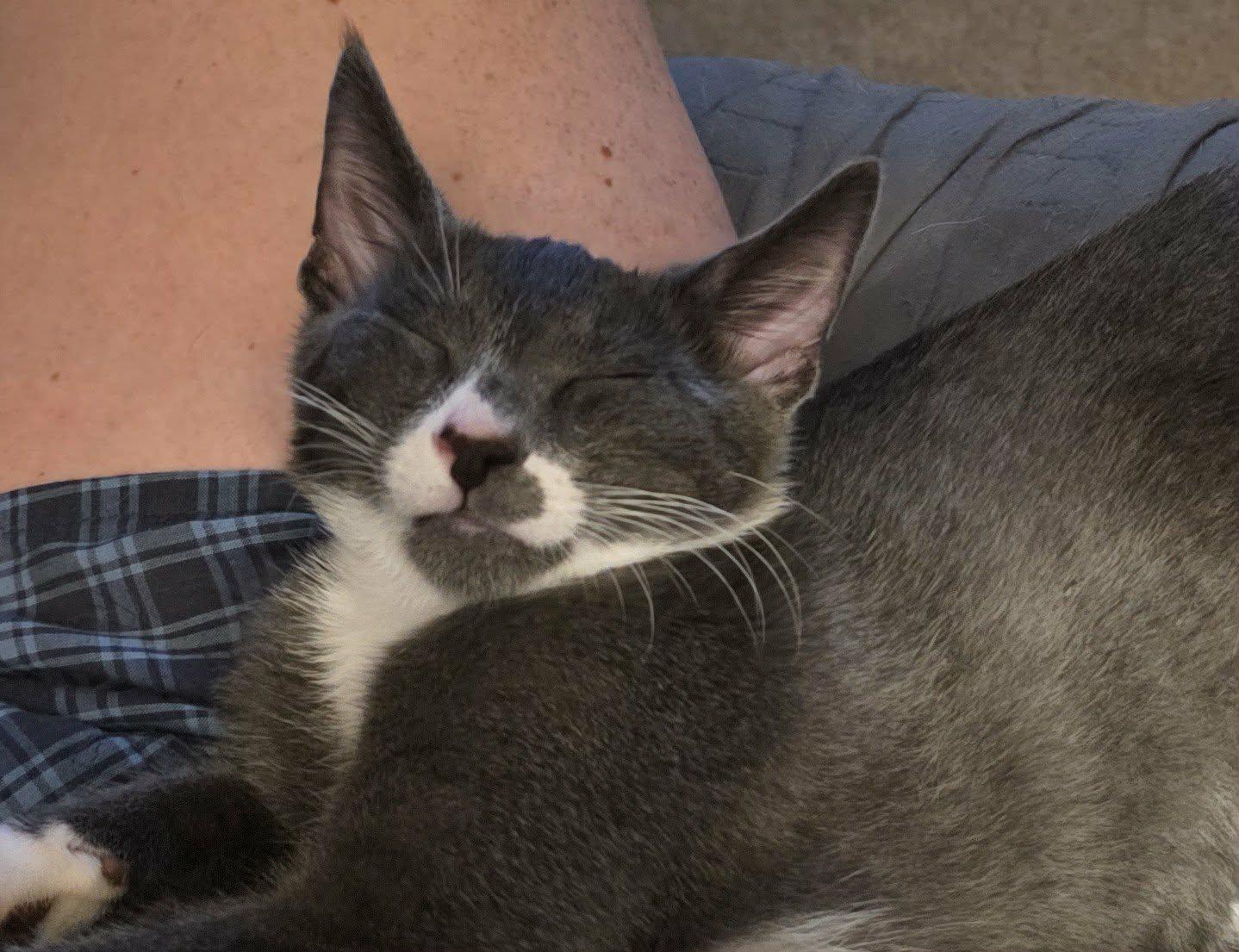 Enlarge Kelvin, a ADOPTABLE Domestic Short Hair in Mechanicsburg, PA image 2/6