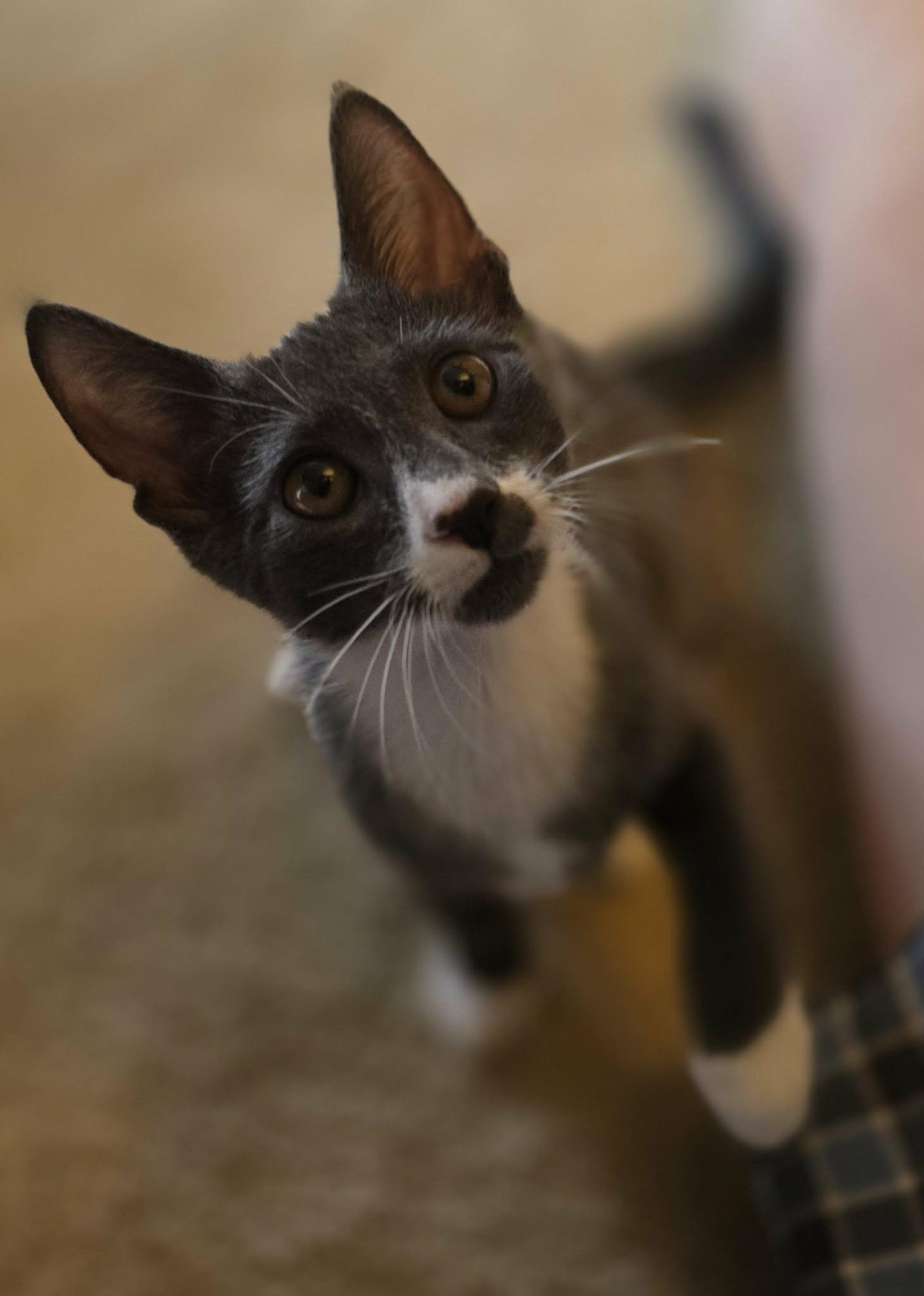 Enlarge Kelvin, a ADOPTABLE Domestic Short Hair in Mechanicsburg, PA image 3/6