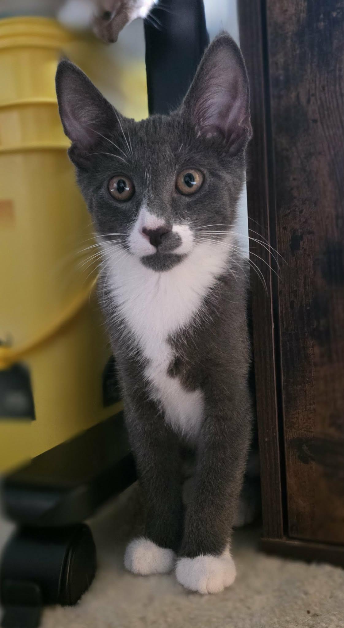 Kelvin, ADOPTABLE, Young Male Domestic Short Hair.