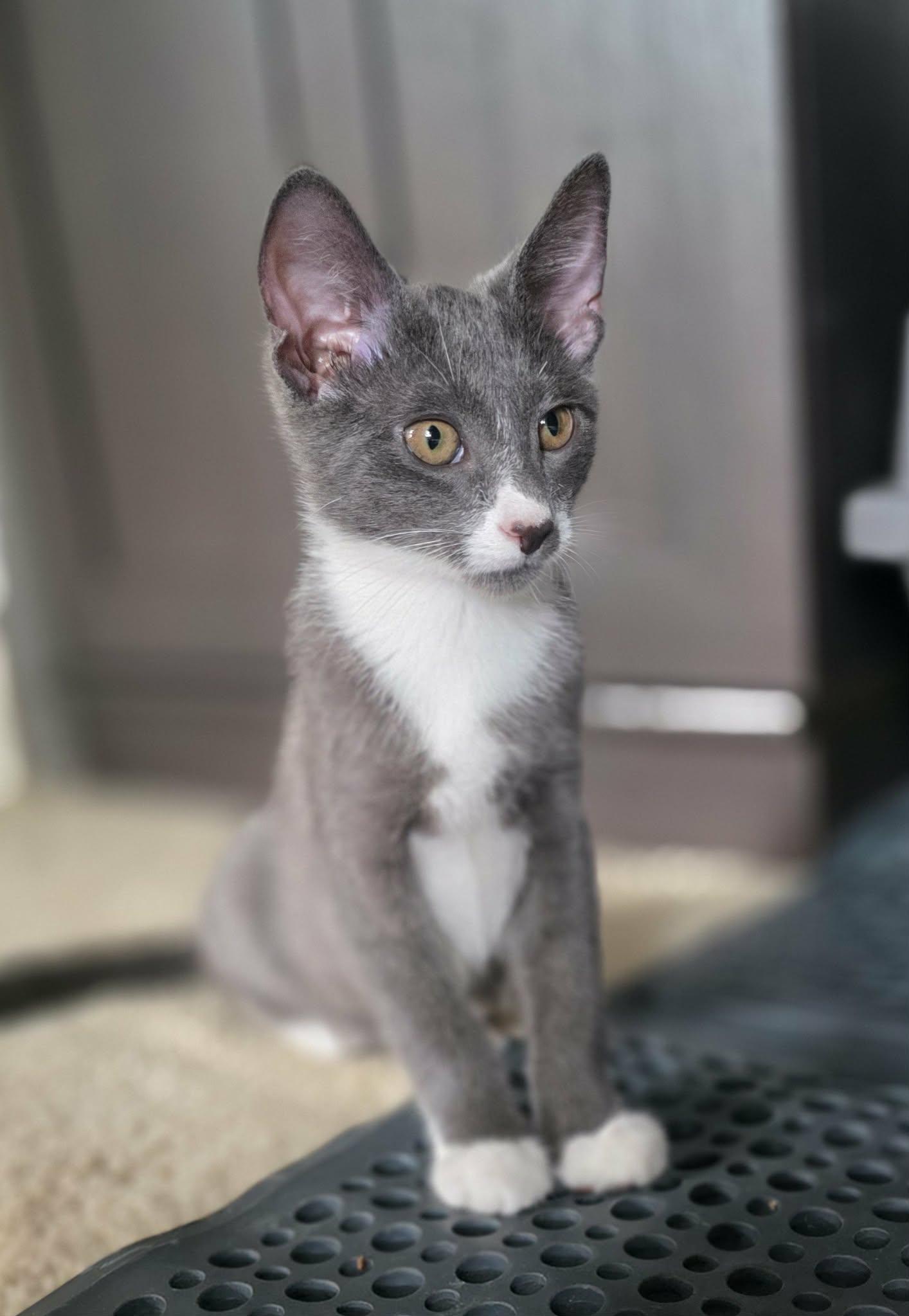 Enlarge Kelvin, a ADOPTABLE Domestic Short Hair in Mechanicsburg, PA image 4/6