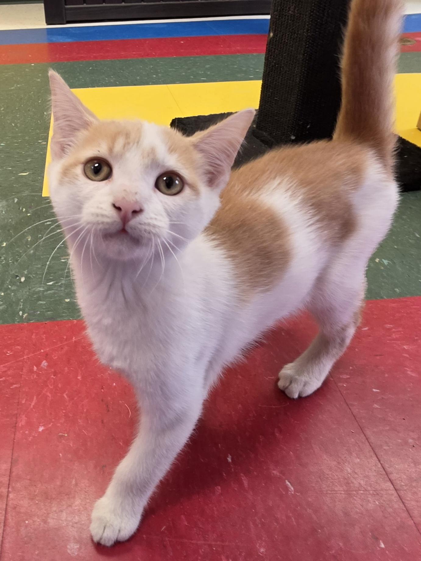 Reggie, Adoptable, Young Male Domestic Short Hair.