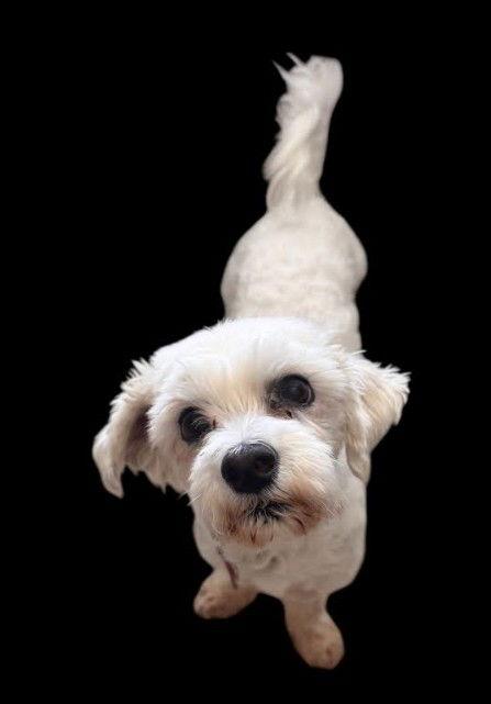 Alfie, Adoptable, Adult Male Poodle.