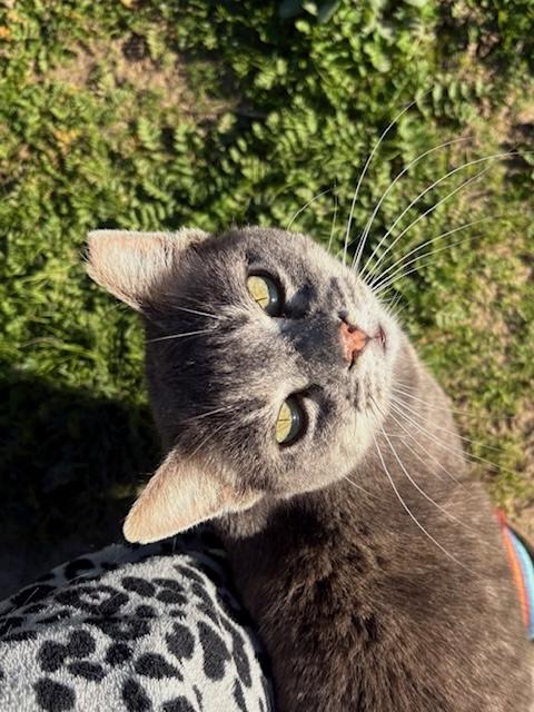 Genevieve, Adoptable, Adult Female Domestic Short Hair.