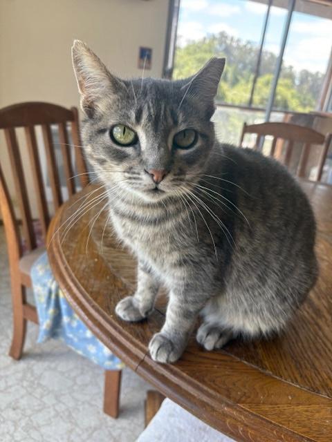 Genevieve, a Adoptable Domestic Short Hair in Santa Cruz, CA image 2/5