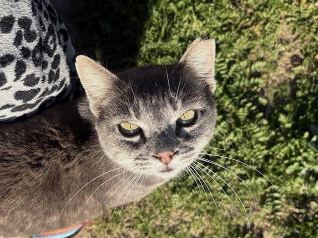 Enlarge Genevieve, a Adoptable Domestic Short Hair in Santa Cruz, CA image 6/6
