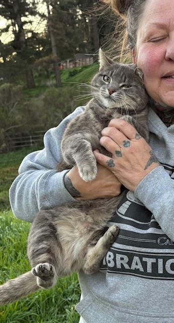 Enlarge Genevieve, a Adoptable Domestic Short Hair in Santa Cruz, CA image 4/6