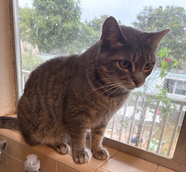 Genevieve, a Adoptable Domestic Short Hair in Santa Cruz, CA image 4/5