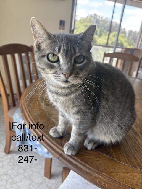 Enlarge Genevieve, a Adoptable Domestic Short Hair in Santa Cruz, CA image 2/6