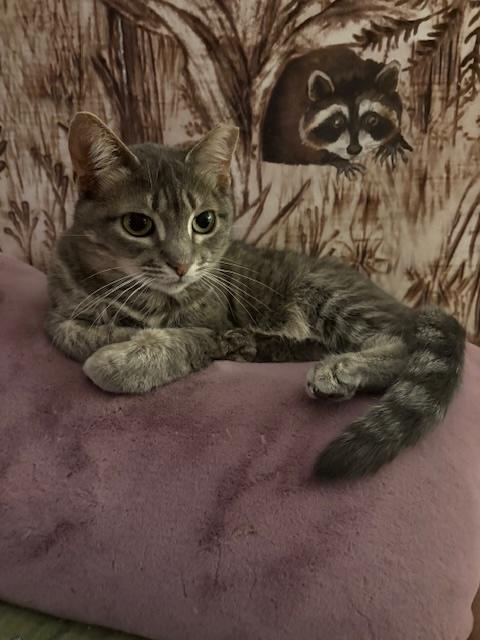 Genevieve, a Adoptable Domestic Short Hair in Santa Cruz, CA image 5/5