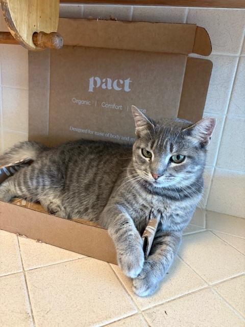 Genevieve, a Adoptable Domestic Short Hair in Santa Cruz, CA image 1/5