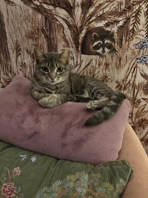 Genevieve, a Adoptable Domestic Short Hair in Santa Cruz, CA image 3/5