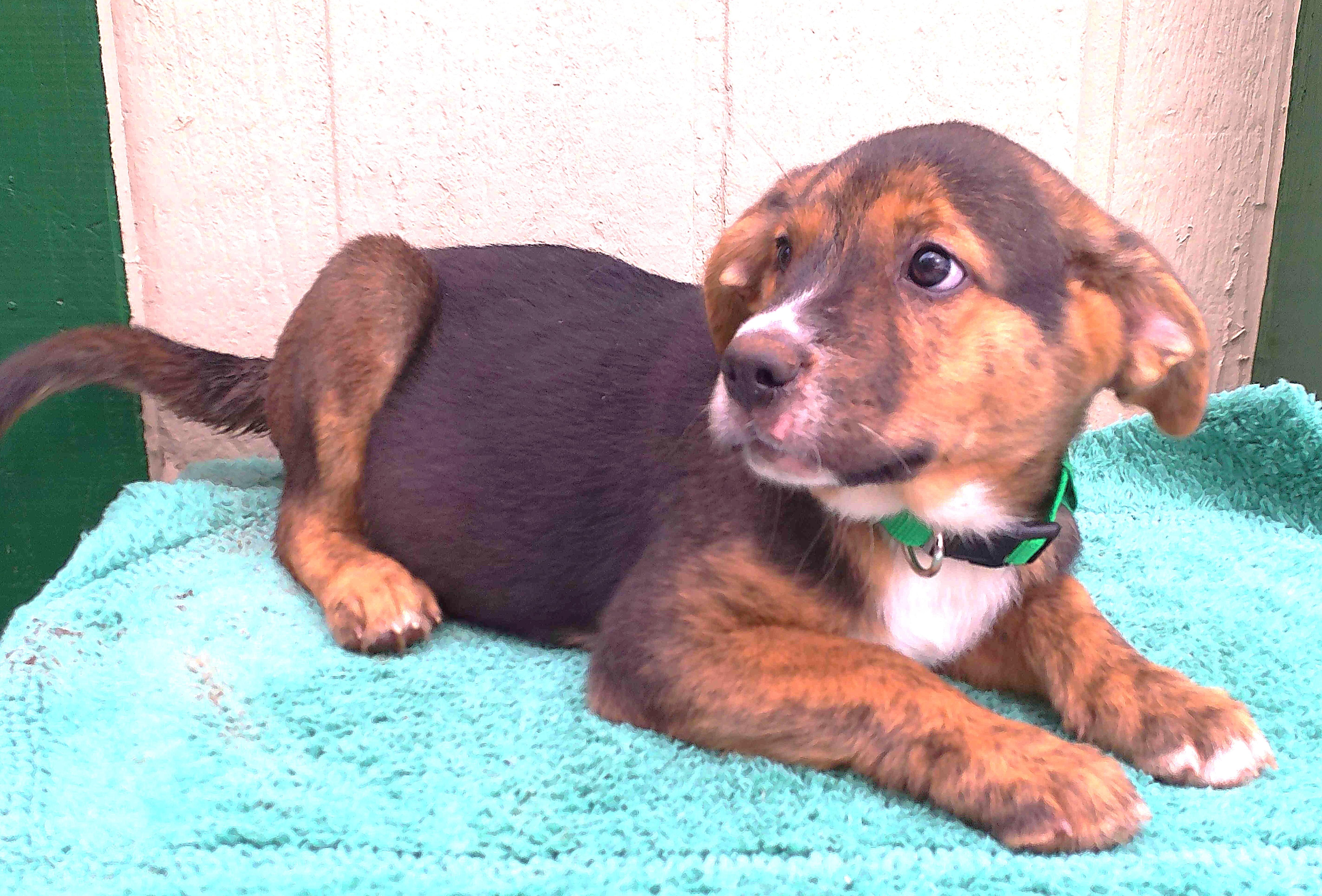 GUNNER, Adopted, Puppy Male Australian Cattle Dog / Blue Heeler & Shepherd.