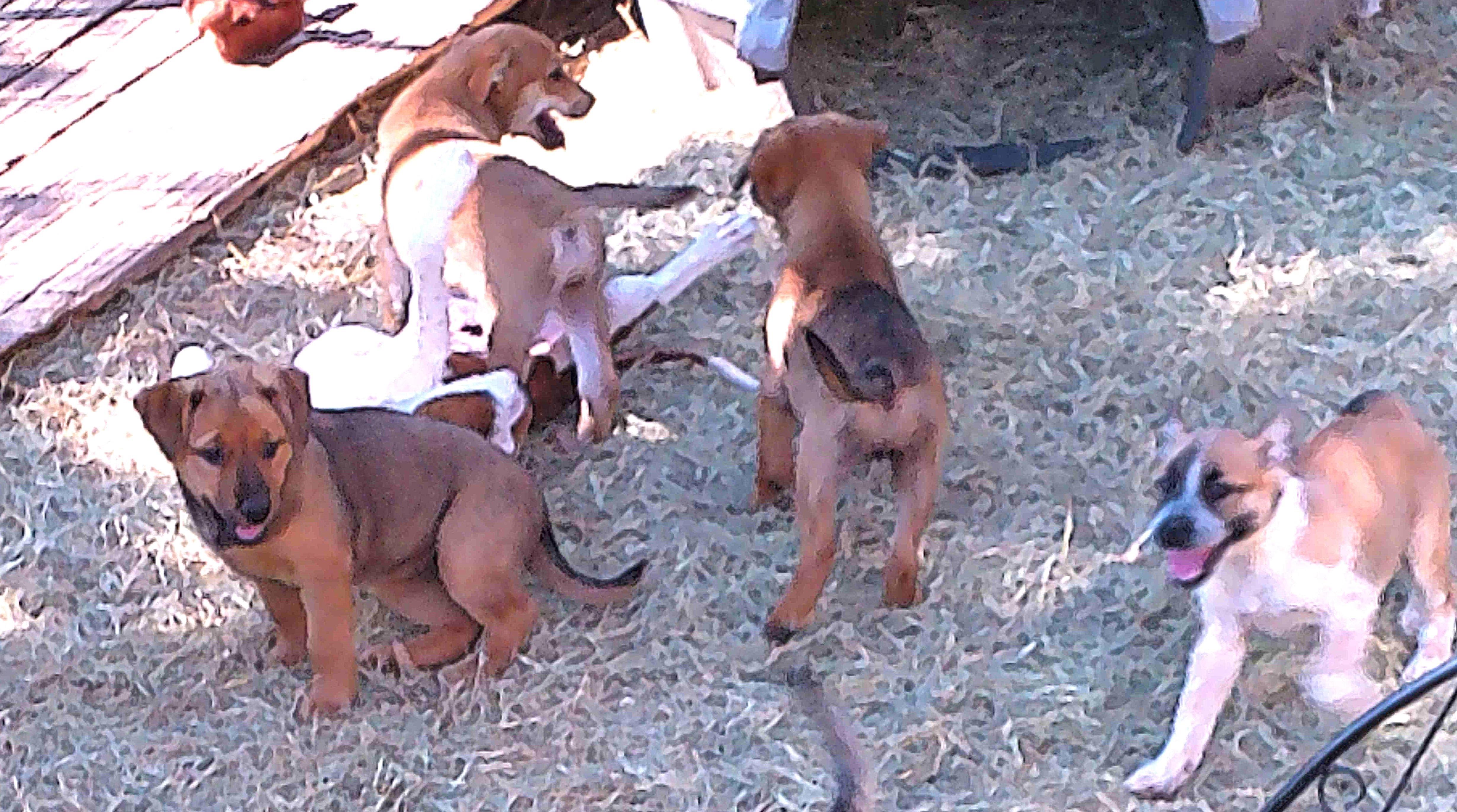 Enlarge GUNNER, a Adopted mixed breed in San Antonio, TX image 2/6